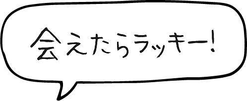 会えたらラッキー！